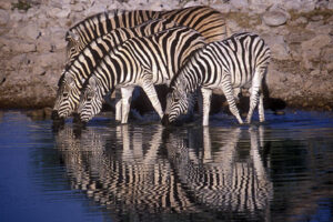 Recomendaciones para ir de safari por el Parque Nacional Etosha 4