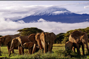 El Parque Nacional del Kilimanjaro en Tanzania 6