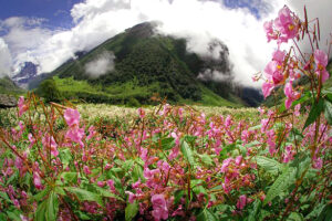 Aventura en el Valle de las Flores en la India 8