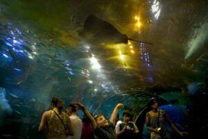 Visita el Aquarium de Donostia en San Sebastián 13