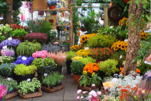 El Mercado de las Flores en Amsterdam 12