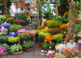El Mercado de las Flores en Amsterdam 7