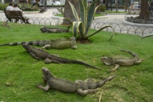El Parque de las Iguanas en Guayaquil 11