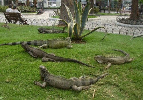 El Parque de las Iguanas en Guayaquil 11