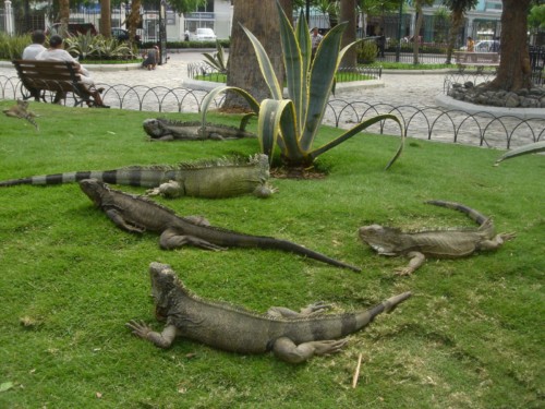 El Parque de las Iguanas en Guayaquil 2
