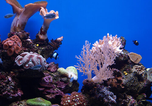 Palma Aquarium en Mallorca 13
