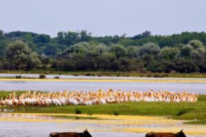 El Delta del Danubio, un paraíso de la naturaleza 7