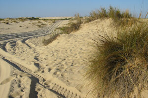 Parque Dunar en Matalascañas y Doñana 5