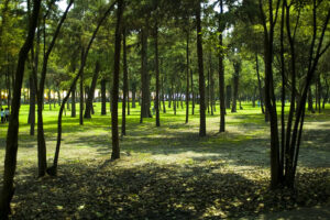 Bosque de Chapultepec, la zona cultural de Mexico DF 7