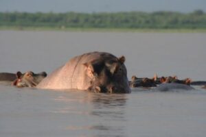 El Lago Baringo, naturaleza salvaje en Kenia 3