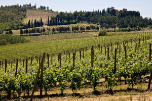 Florencia y la comarca del Chianti 15