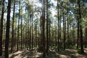 Naturaleza salvaje en Gran Canaria 3