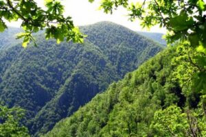 Bosque de Muniellos