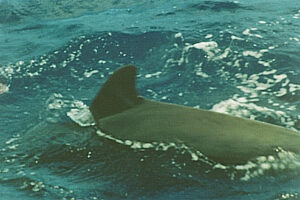 Ballenas y delfines en Tenerife 3