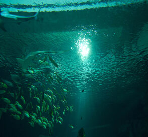 Aquarium en París 4