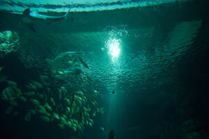 Aquarium en París 7
