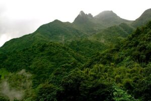 El Yunque, bosque nacional en Puerto Rico 9