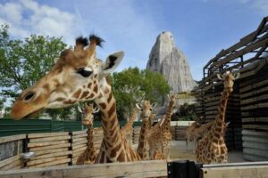 El Zoológico de París abre de nuevo sus puertas 1