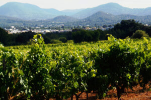 Vinos en Ibiza 4